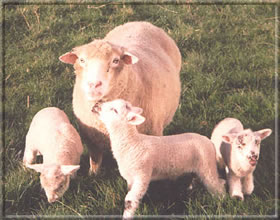 Sheep in Somerset